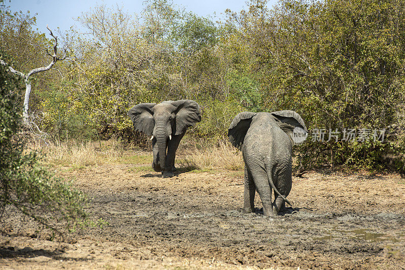 一小群非洲象(Loxodonta)， Zakouma国家公园，乍得